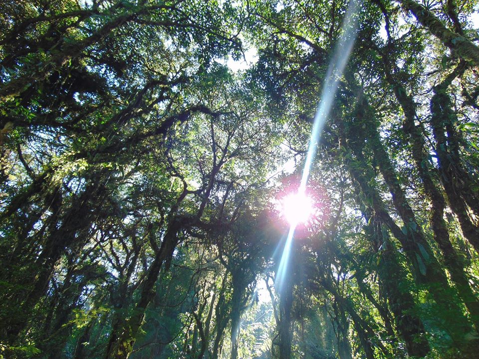 noordinaryadv's tweet photo. Amazing Cloud Forests To Visit In Central &amp; South America
...
https://t.co/zBIHfjuVZg
...
#CloudForest #Monteverde #Boquete https://t.co/x533ZXJnYh