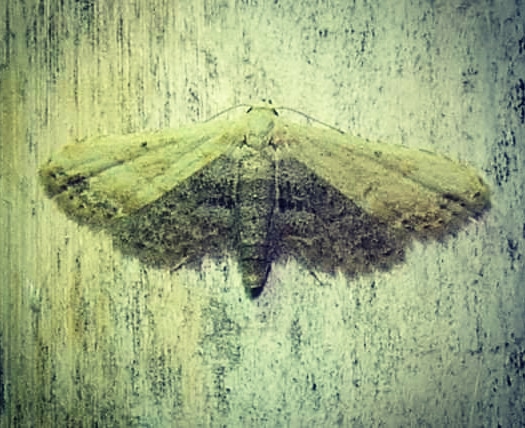 Italianbirder's tweet photo. Araeopteron ecphaea, #Erebidae, first Italian record N of the #Apennines. It is known from #Africa, the #MiddleEast, #Greece #Malta #Spain S and C #Italy #moth #moths #mothing #mothnight #lepidoptera #butterflyconservation #entomology #savemoths #falene #farfalle 🦋 #farfalla 🦋 https://t.co/88jRtw7kRJ