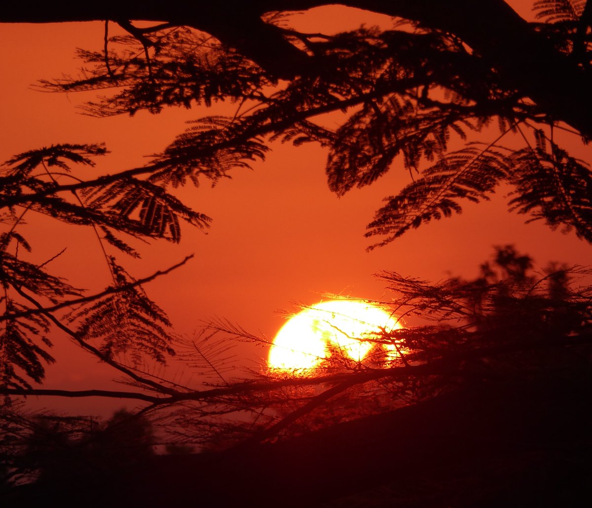 suezeecue's tweet photo. Sunset and poinciana tree... #Kingston #Jamaica #TuesdayScene @djmillerJA @CaroleBeckford @DahliaHarris @SonjahStanley @jahmekyagyal @clarkecooper https://t.co/Tj7M0594cL