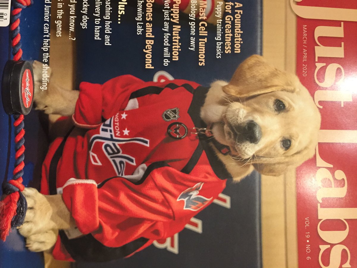 jillmessick1's tweet photo. @CapsPup Lookin’ Good! https://t.co/FQTlkrPb1R