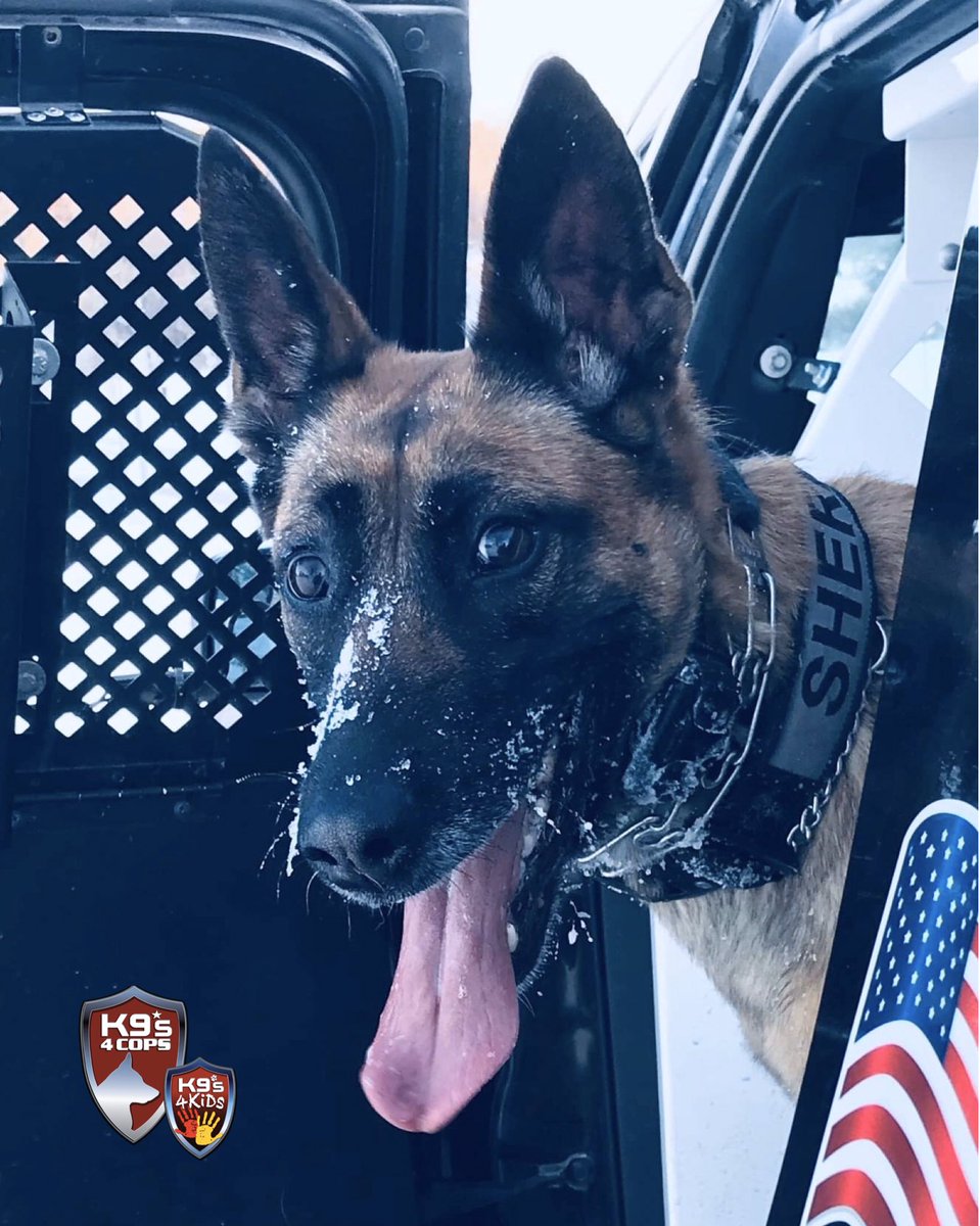 K9s4KIDS's tweet photo. Working in Minnesota is “snow” much fun...🌨❄️🐾
#K9s4COPs #K9s4KIDs #K9Timber #ReelEmInFoundation https://t.co/NVY6J4GQNB
