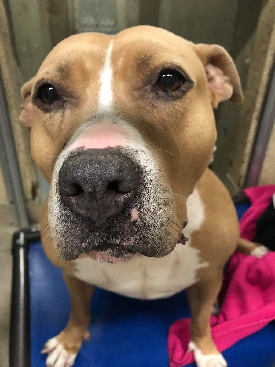 Adopt Bret & Friends tweet media