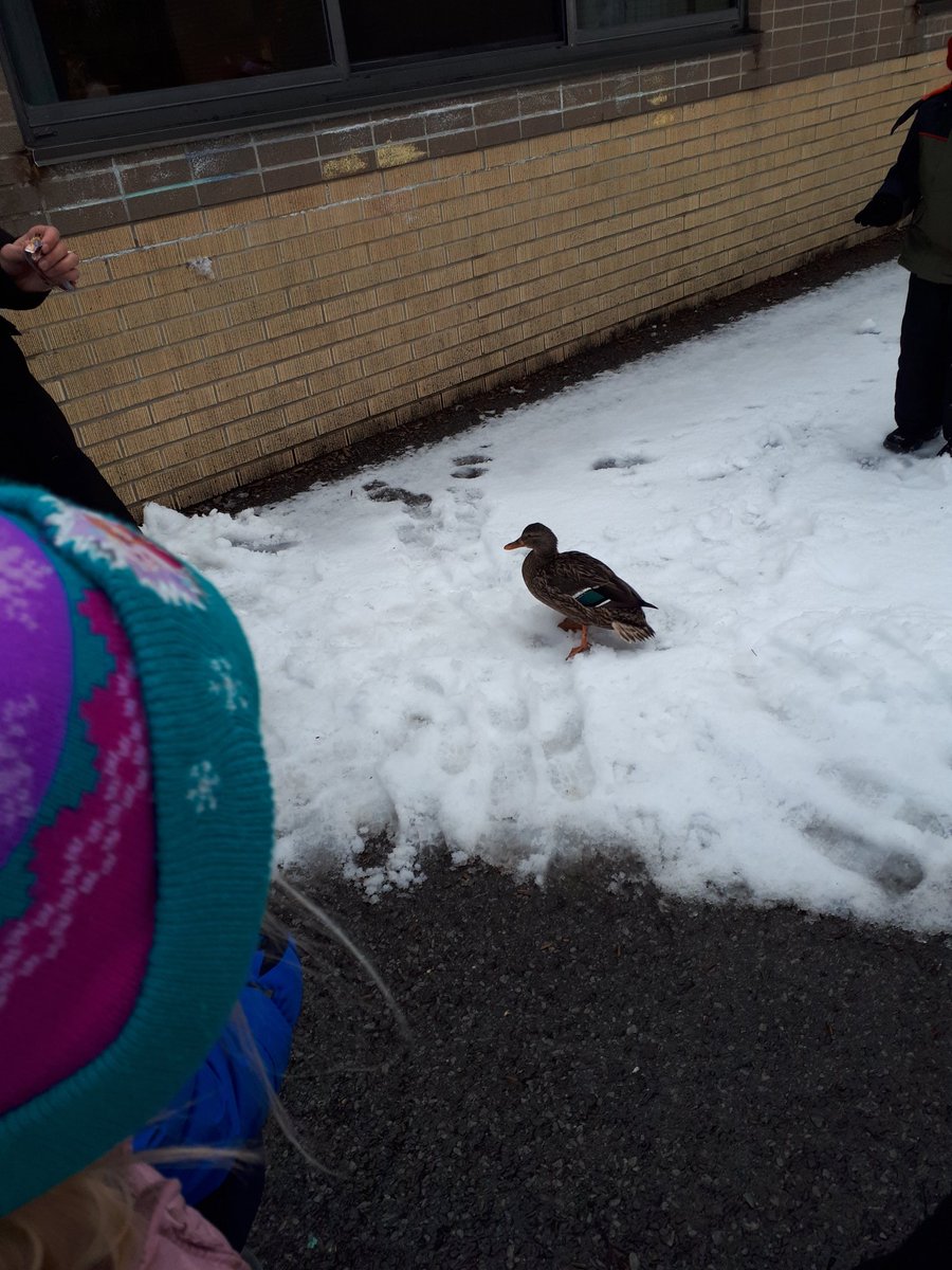 kimberlysimmond's tweet photo. Words out...Greendale is a great place to be! This duck decides to join our Kinder friends in the courtyard this morning. What an interesting way to start the day! @GreendaleGators https://t.co/ryJwan2Gci