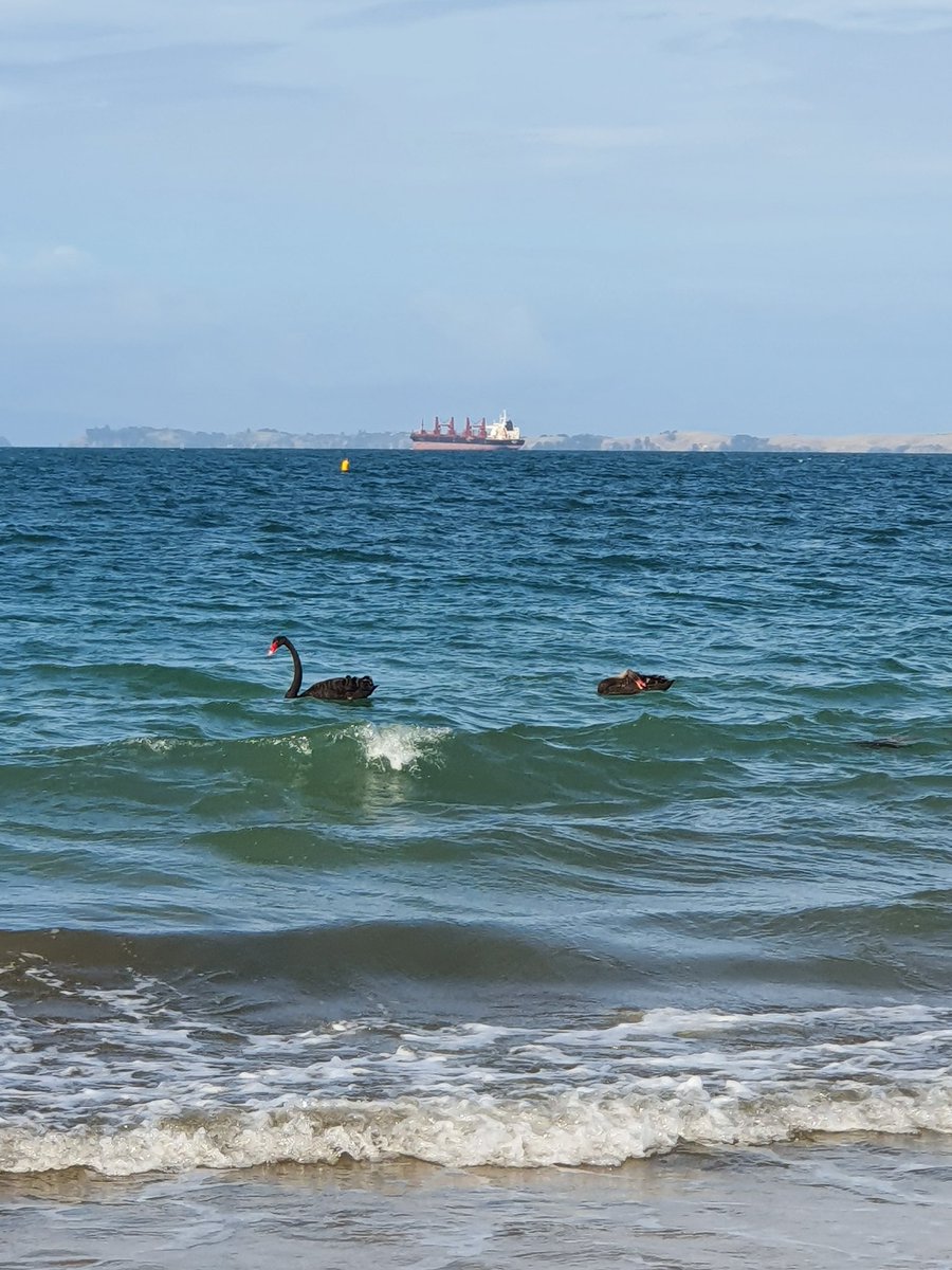 Cbar_MeX's tweet photo. @crypto_birb First time ever seeing these at the beach the other day https://t.co/viH7MfJIew