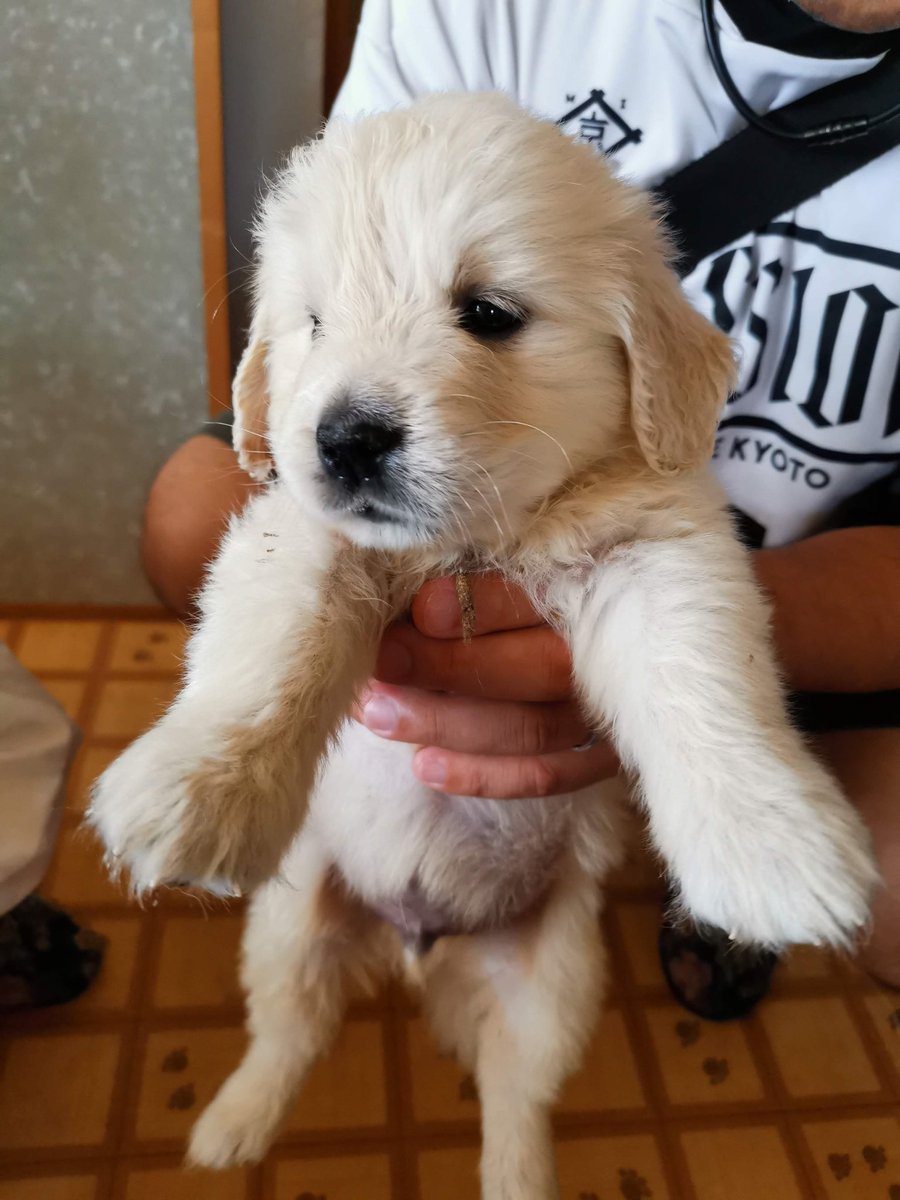 ট ইট র ひとみ これ見た人は子犬が成長した画像貼れ このタグ幸せだし便乗する 英国ゴールデンの男の子 生後1ヶ月半 3ヶ月 もうすぐ6ヶ月 今朝 ゴールデンレトリバー 英国ゴールデンレトリバー 英国ゴールデン ゴールデンパピー