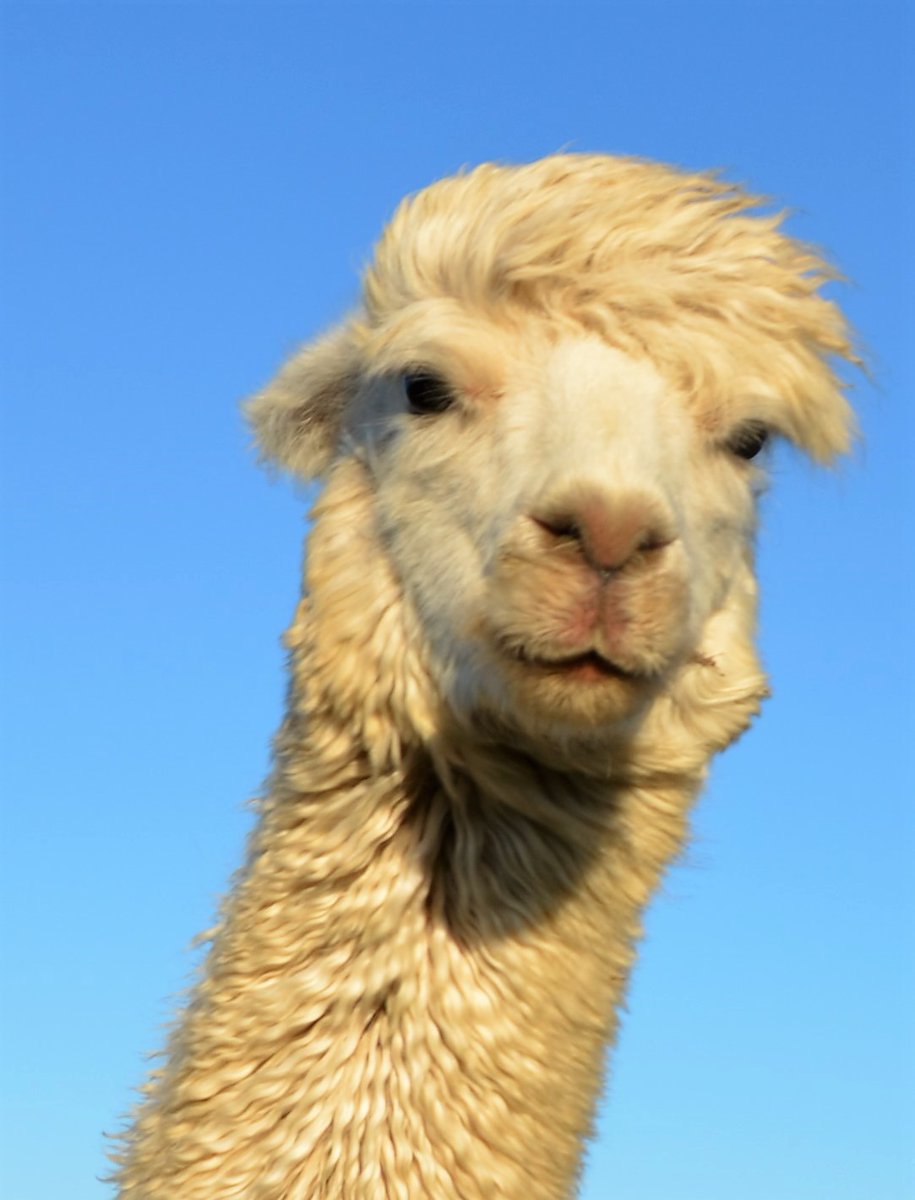AlpacaGrouchy's tweet image. hairdryer did the trick 😍 fluffed and ready to go 🤣🤣 handsome as a heckin hamster🤣 #IncrediblyHandsomeAlpaca #NotModest #Alpacastan #AlpacasOfTwitter