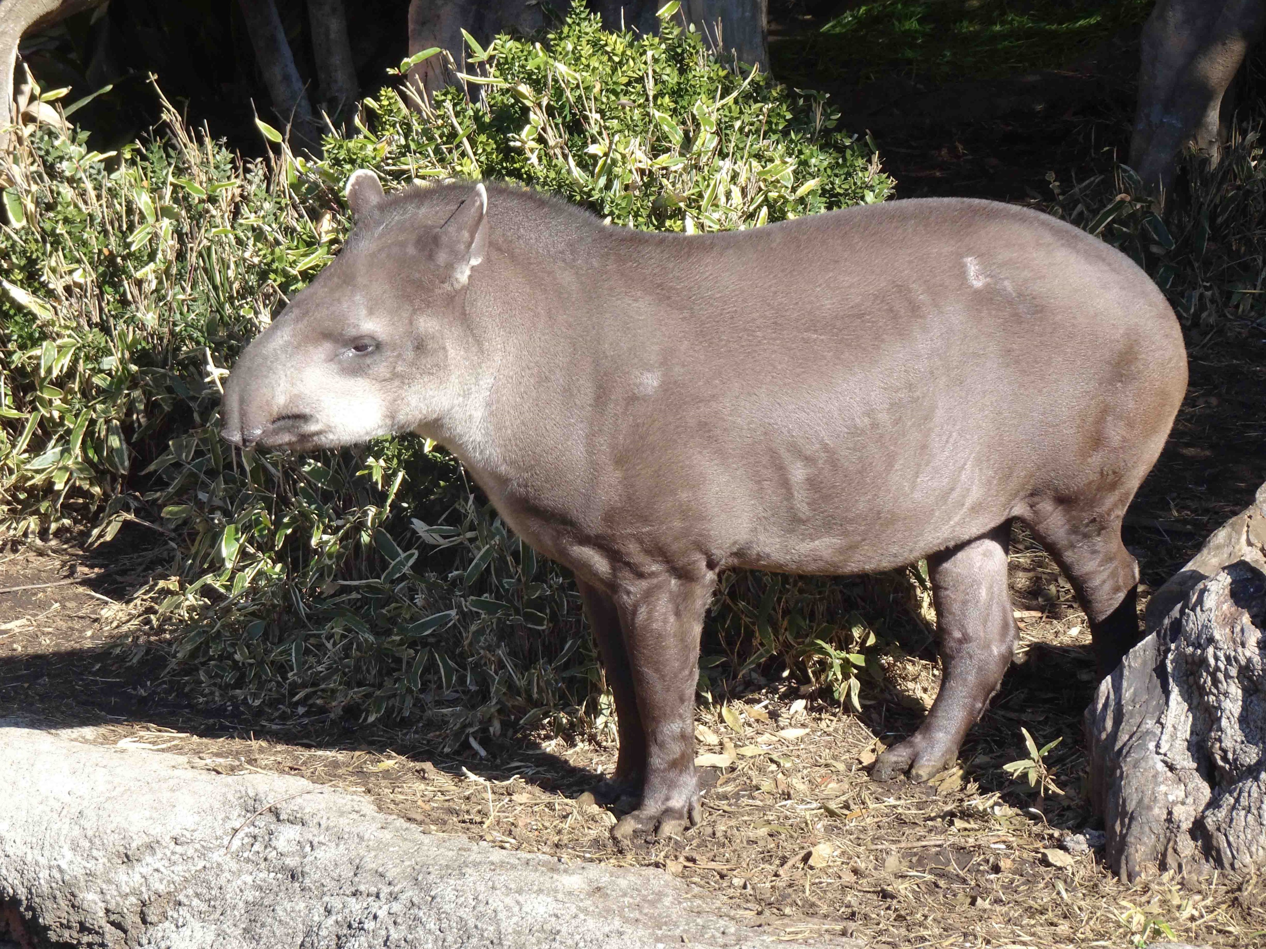 Twitter 上的 上野動物園 公式 おはようございます 今朝は アメリカバク です T Co 0bay0ovhq2 Twitter