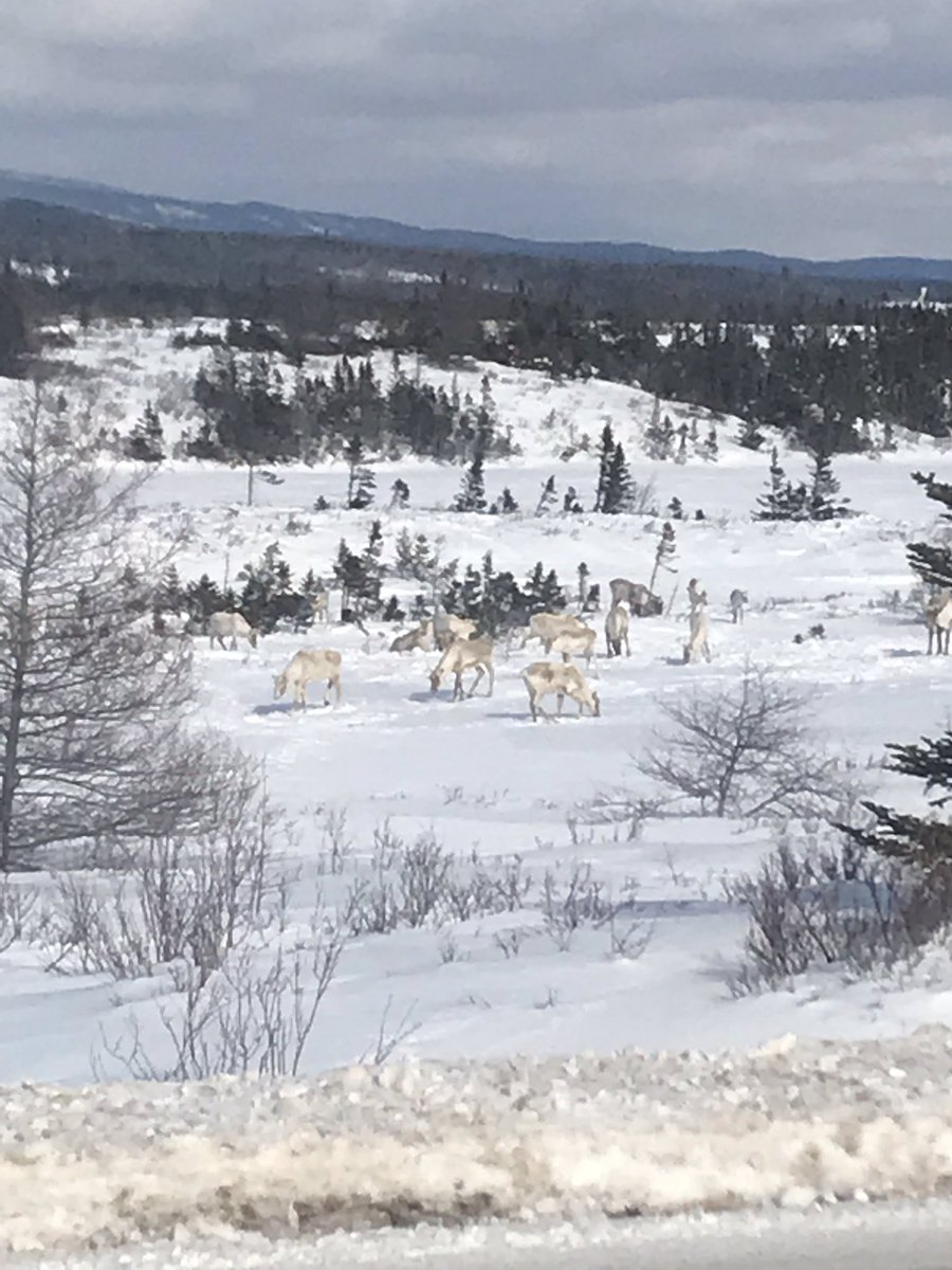 Wickscp's tweet photo. All in a days work #NLHighways #caribou https://t.co/blrh09apeE