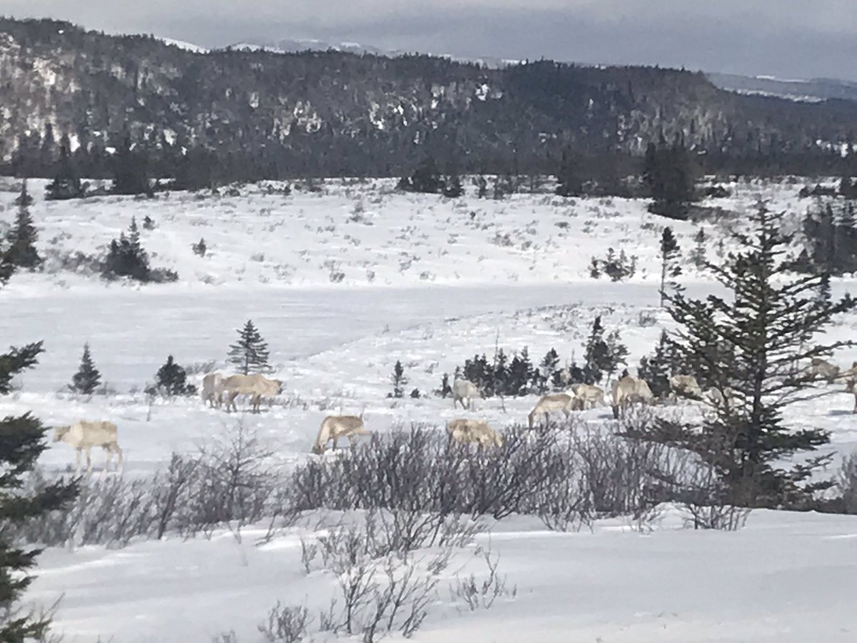 Wickscp's tweet photo. All in a days work #NLHighways #caribou https://t.co/blrh09apeE