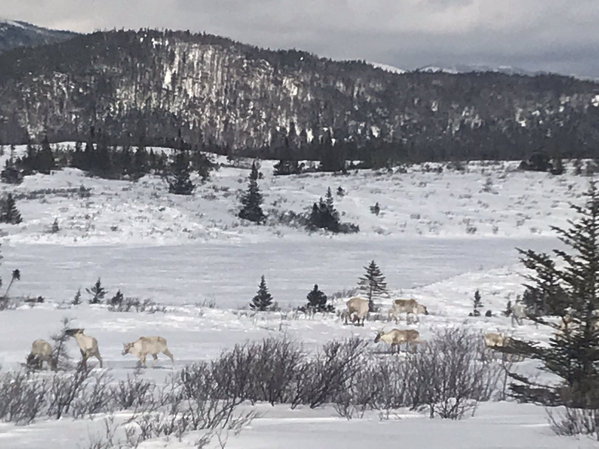 Wickscp's tweet photo. All in a days work #NLHighways #caribou https://t.co/blrh09apeE