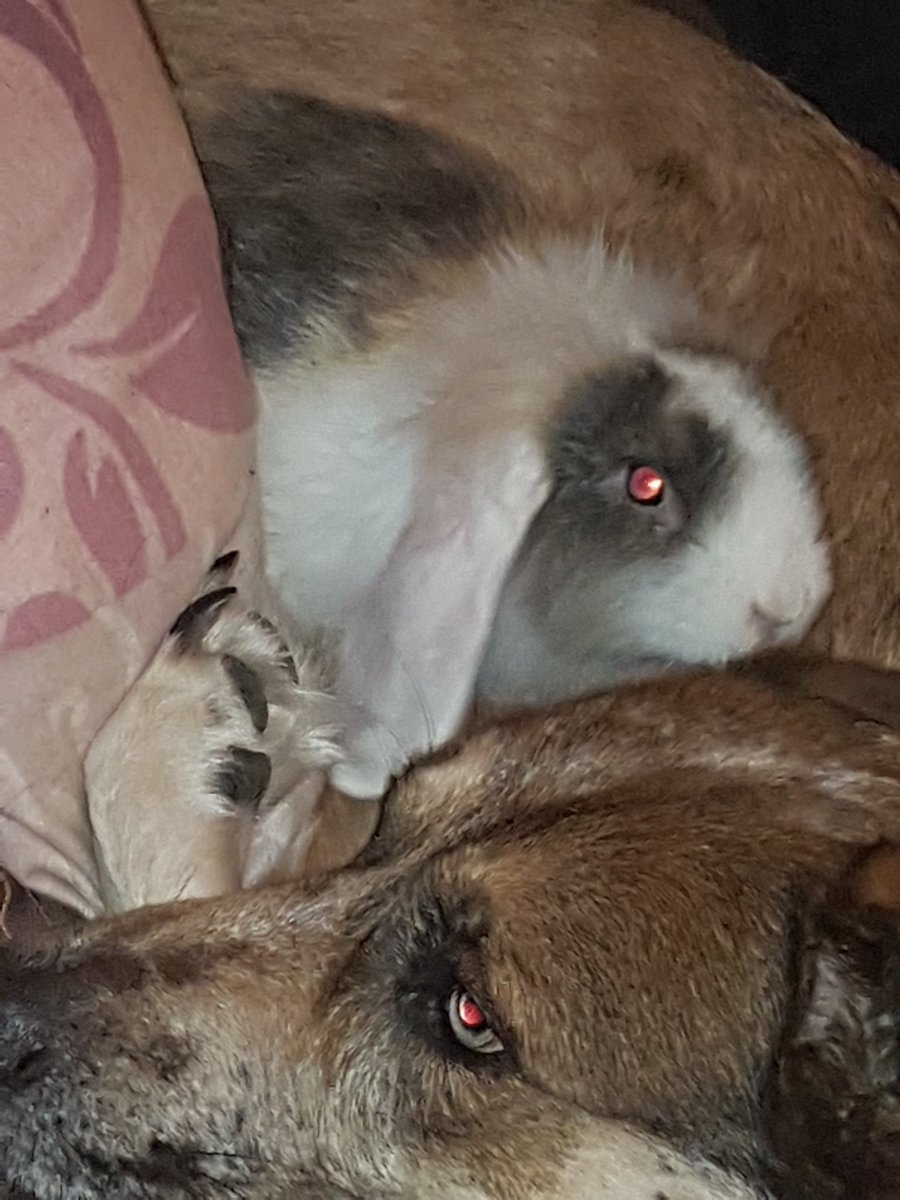 Tamara89102176's tweet photo. @hund_lady und ihre Freundin Flopsi❤

Natürlich wie immer, beim kuscheln im Hundekorb❤🤣 https://t.co/Sv6DbeZATk