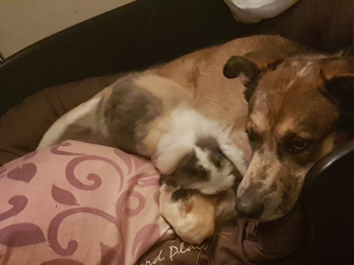 Tamara89102176's tweet photo. @hund_lady und ihre Freundin Flopsi❤

Natürlich wie immer, beim kuscheln im Hundekorb❤🤣 https://t.co/Sv6DbeZATk
