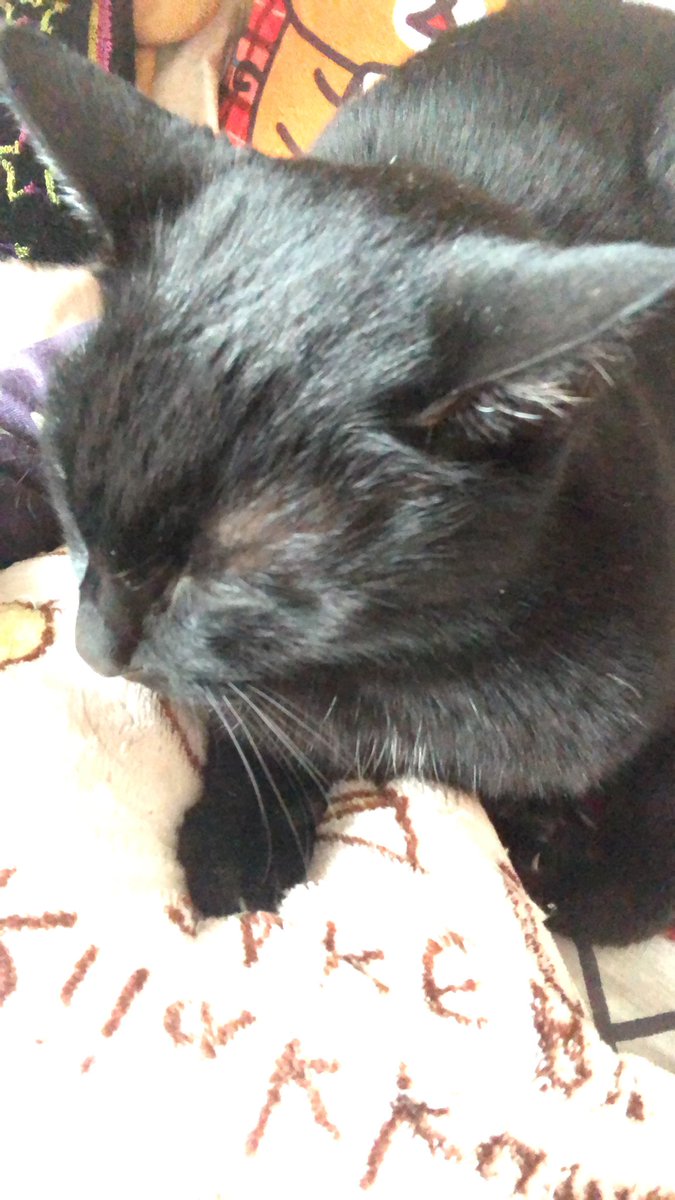 猫が頭などをこすりつけるのは挨拶 頭突きは愛情 舐めるのは愛情か美味しそうな臭いが付いているというコミュニケーションです Togetter 猫が頭などをこすりつけるのは挨拶 頭突きは愛情 舐めるのは愛情か美味しそうな臭いが付いているというコミュニケーションです Togetter