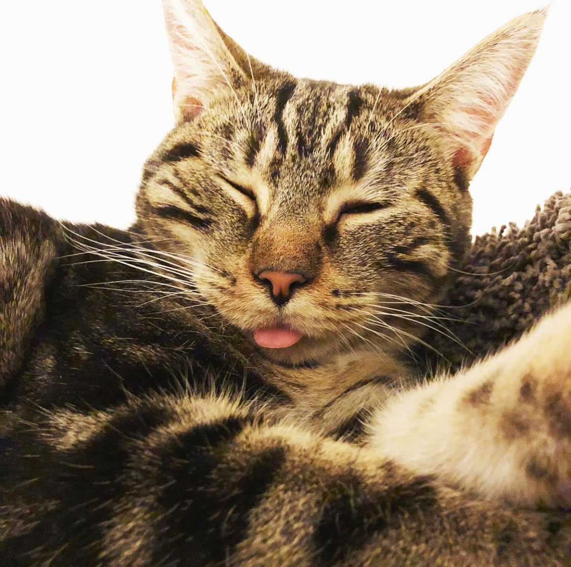 petguardinc's tweet photo. Happy #TongueOutTuesday π
.
.
.
#PetGuard #PetGuardians #natural #wellness #cat #catsofinstagram #cats #catstagram #kitten #kitty #kittycat #kitties #ilovemycat #cute #adorable #instacat #catlover #catoftheday #kittyfeatures #catfeatures #browntabby #tabbiesofinstagram https://t.co/ahDPTD9ndU