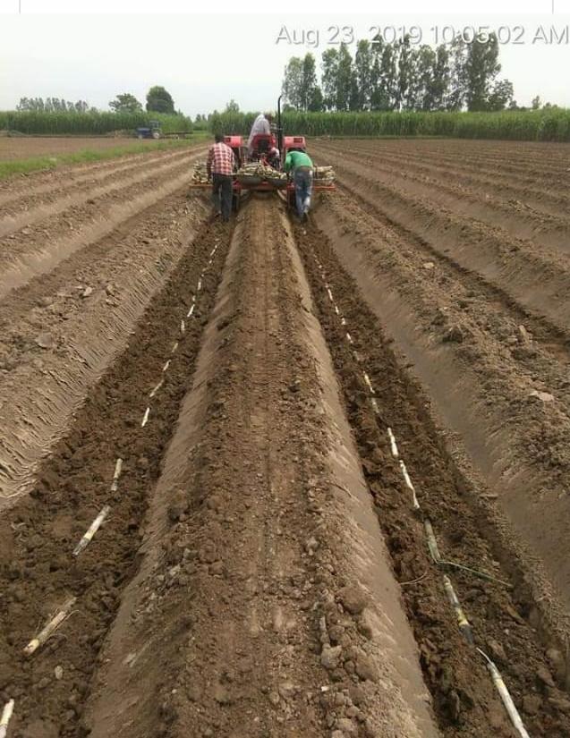 DCO Gonda on Twitter: "Single row trench planted sugarcane  https://t.co/CfsuMfvPDy" / Twitter