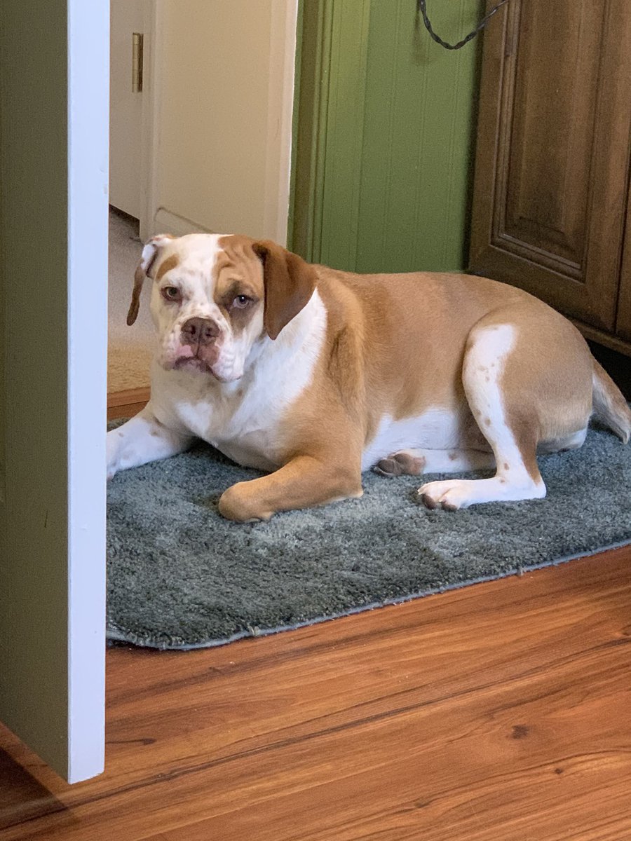 MCGocher's tweet image. In today’s adventures with Iverson, she ate (should say destroyed) the tag and plastic hanger that was on the outside of a new pair of pants. #lifewithivy #lifewithadog #dogorgoat