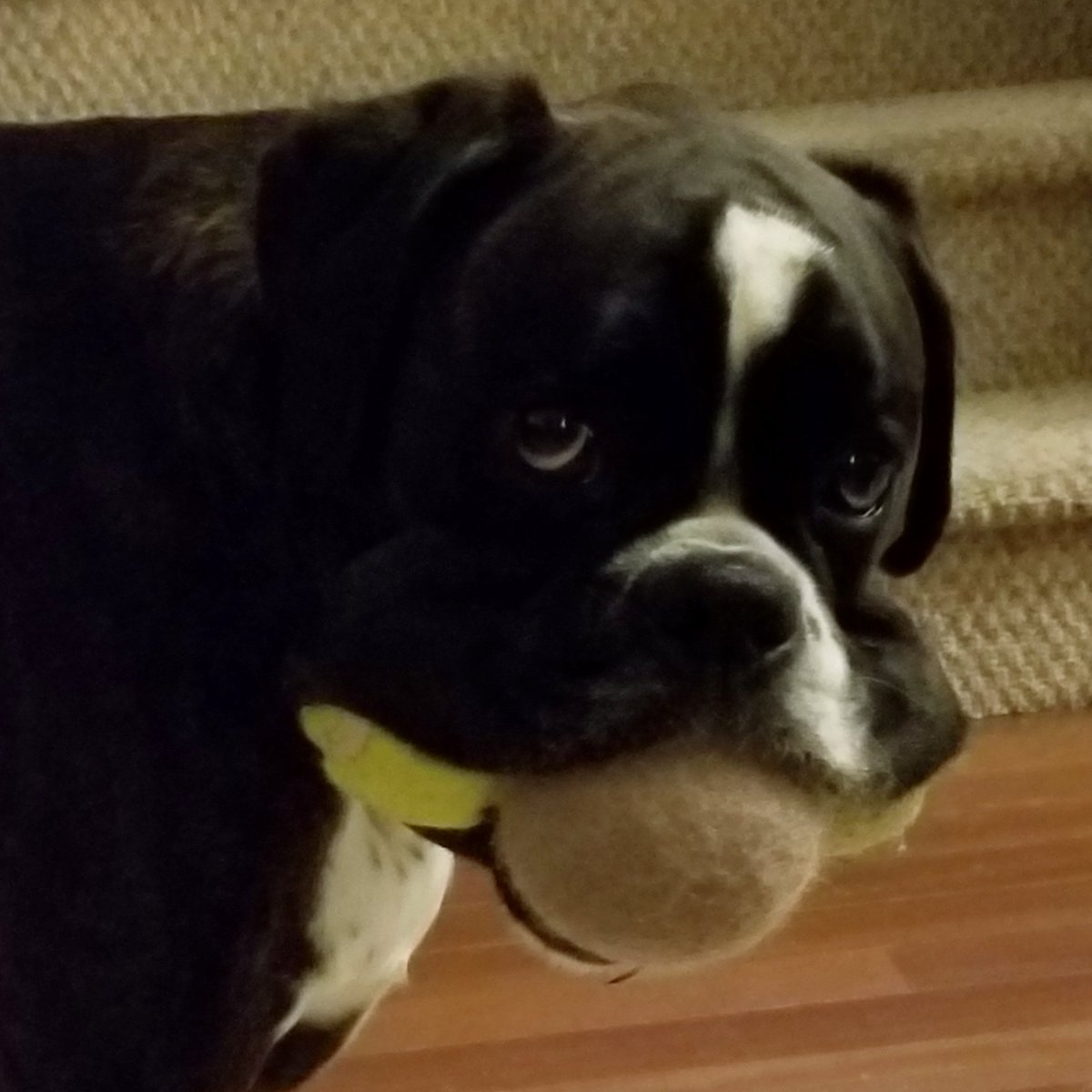TweetsFromTilly's tweet photo. Been practicing 🏆 
#threeballs #allmine https://t.co/L6cPuMfVUp
