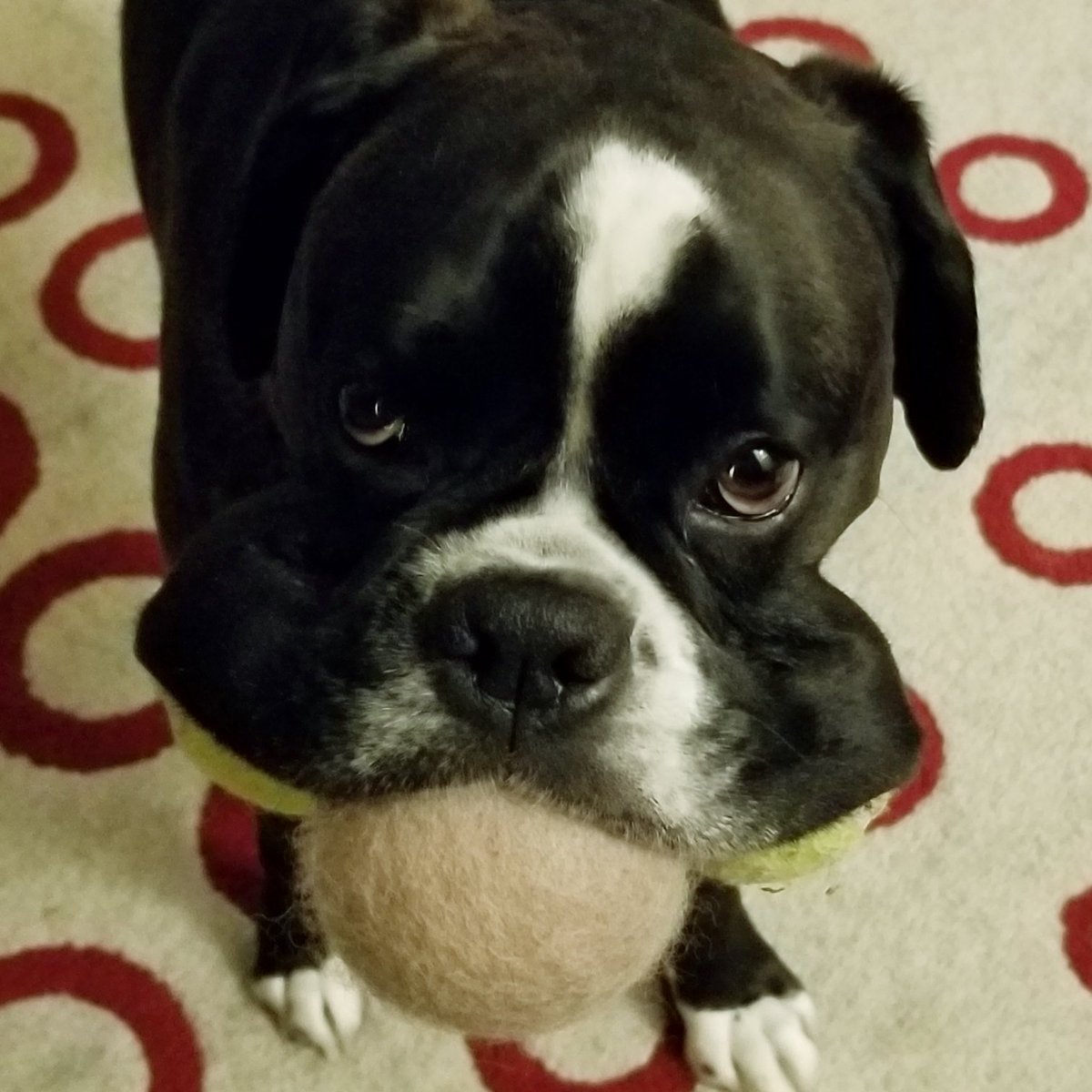 TweetsFromTilly's tweet photo. Been practicing 🏆 
#threeballs #allmine https://t.co/L6cPuMfVUp