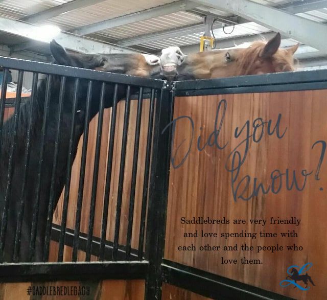 ASBLegacy's tweet photo. #didyouknow #sharethesaddlebred #repurpose #saddlebredlegacy https://t.co/uwAgV82pYX