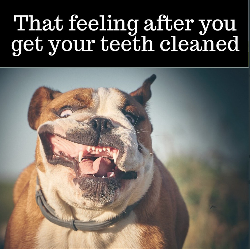 DentistryTfi's tweet photo. Are you due for a #checkandclean?
Remember, if you have #PrivateHealth this
#service is usually covered.
CONTACT US at https://t.co/NCDBMnOqKY
Compassionate #DentalCare on the #GoldCoast.
WE NOW OFFER #AFTERPAY, #ZIPPAY AND #MIFUND. https://t.co/VQoA1AJgXY