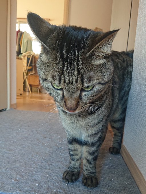 猫が足をこすりつけるのはなぜですか?