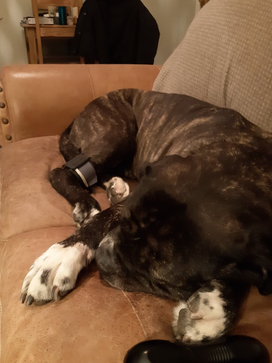 PositiveVictim's tweet photo. Frank couldn't care less mind you.. 
#goodboyfrank https://t.co/NvigmxCvMH
