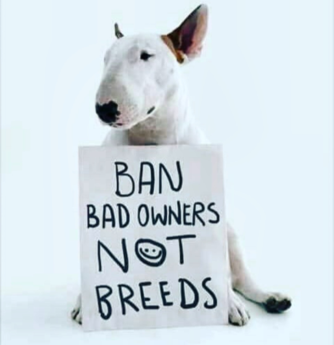 bullydogrc's tweet photo. In the 70’s they blamed the #Dobermans.  In the 80’s they blamed the #GermanShepherds.  In the 90’s they blamed the #Rottweilers.  Now they blame the #pitbull.  When will they blame the humans?”        
- @cesarmillan 

Let's put an end to #breedism for all and for good! https://t.co/4sqMEh97vF