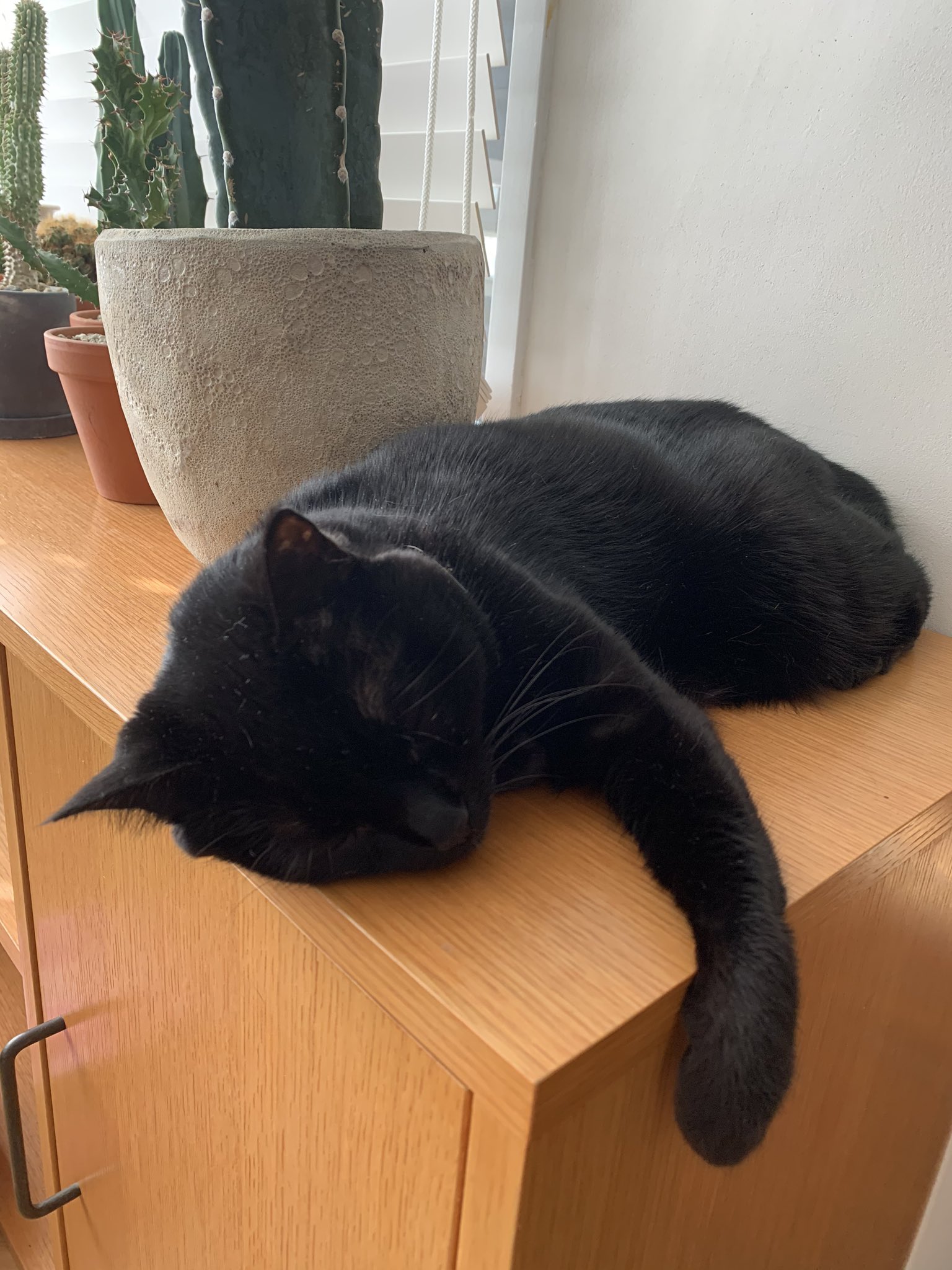 板倉 梓 今日の お手手がかわいい黒猫 とろねこチャレンジ 板倉 梓 今日の お手手がかわいい黒猫 とろねこチャレンジ