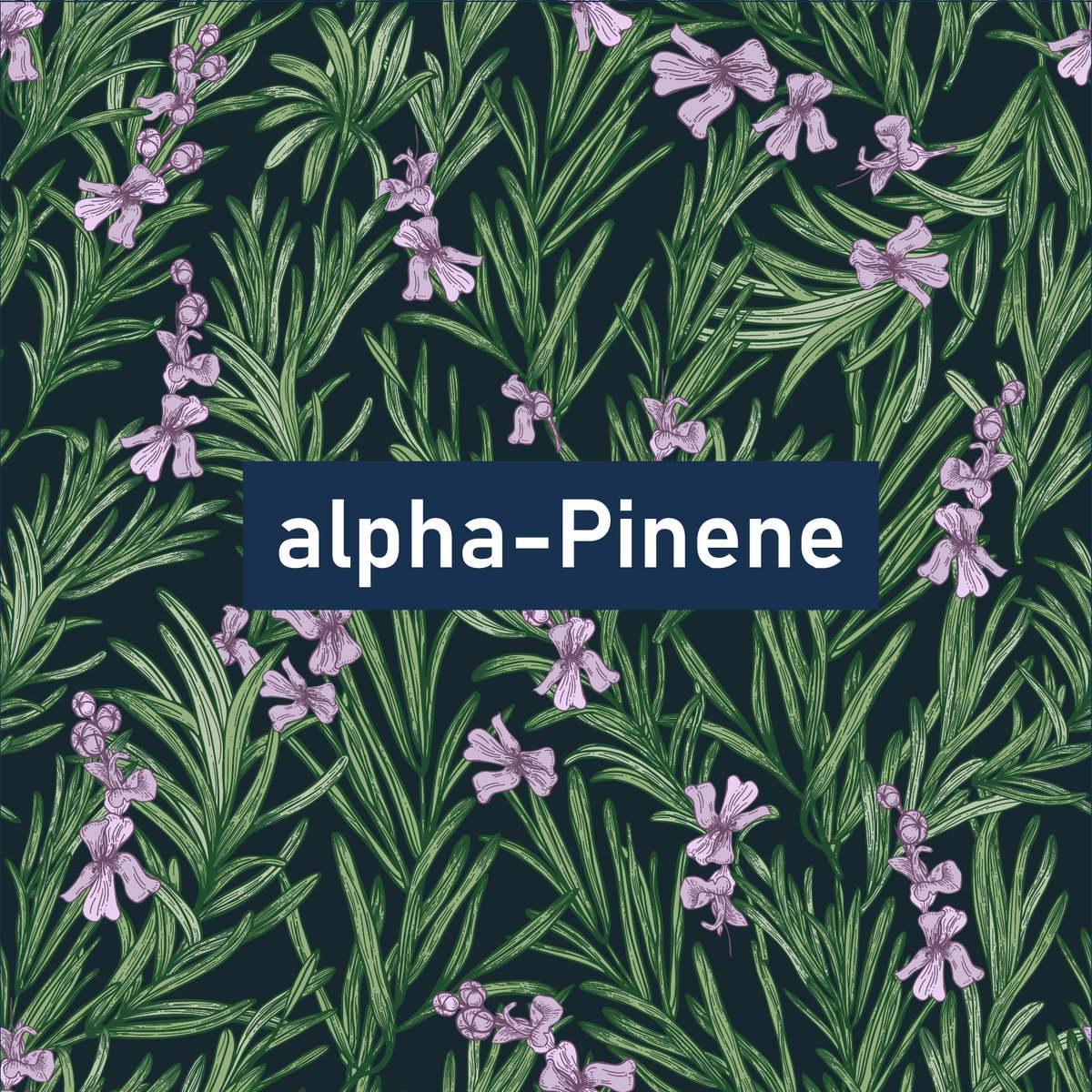 potterhemp's tweet image. This week’s #TerpeneTuesday goes out to alpha-Pinene, a terpene found in cannabis as well as pine needles, basil and rosemary. Check out the infographic below for more interesting facts on this brain boosting heavy hitter 🥊
#terpenetuesday #alphapinene #cannabis #hemp