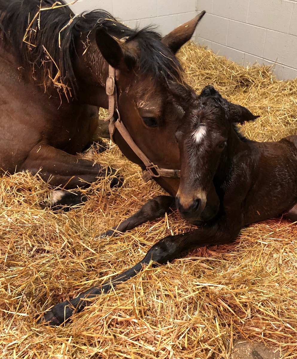 KeeneRidge's tweet photo. We had a nice big Violence filly tonight! #foals2020 @hillndalefarms https://t.co/JyoC8IPr46