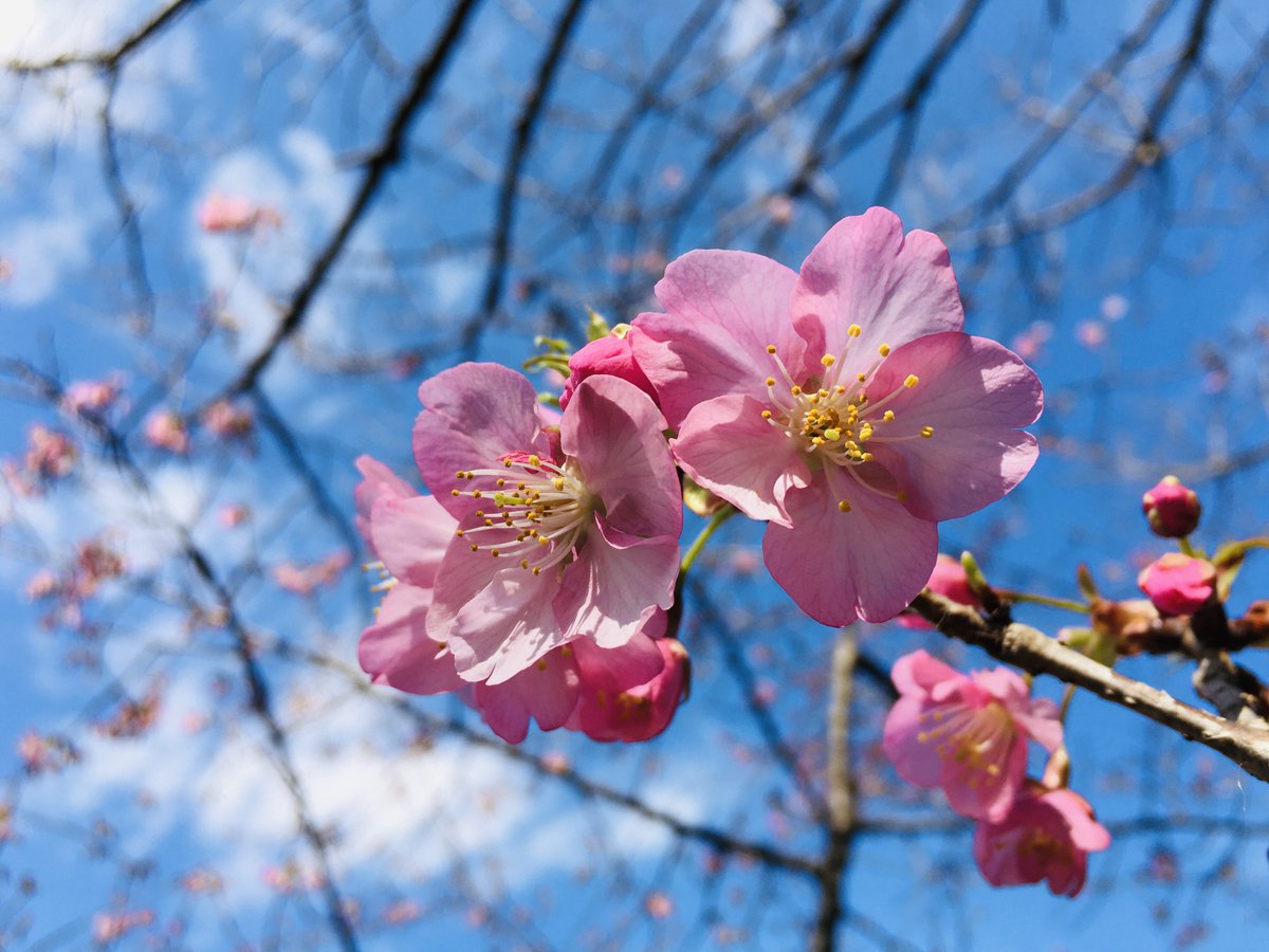 残堀川沿い（むらさき橋近く）ではカワヅザクラが開花しております♪ 本日はお天気も良くお散歩にはぴったりなお天気でしたね！青空のもとで輝くピンク色の花たちの姿はなんとも美しいです！春はもう近くまで！🌸