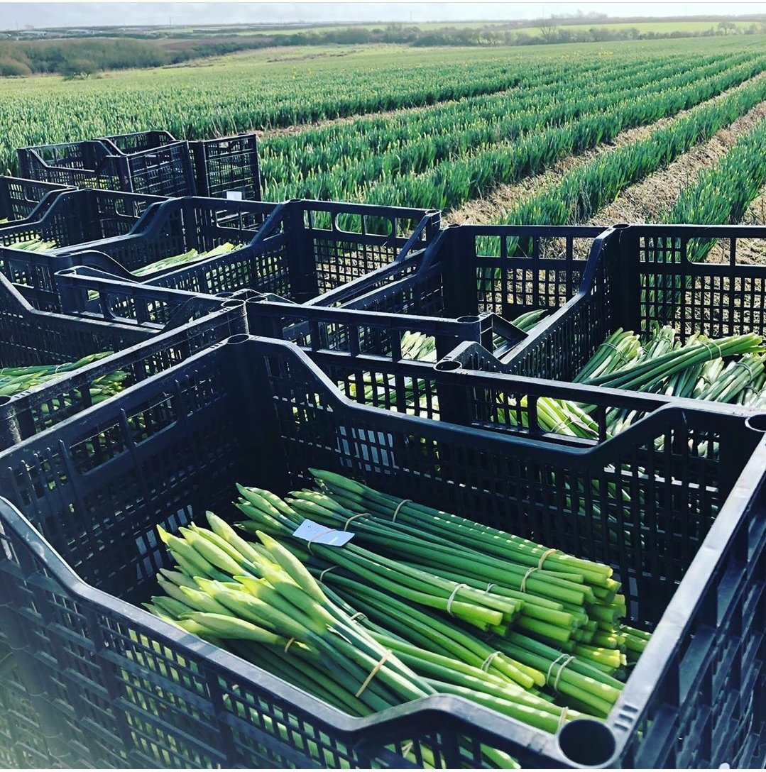 Storm Ciara and Storm Dennis ☔️won’t stop us picking our wonderful Welsh daffodils 🌼 although we are pretty sure it is about time for some lovely Spring weather ☀️🤞
#daffodils #welshdaffodils #welsh #blasytir #pembrokeshire #wales