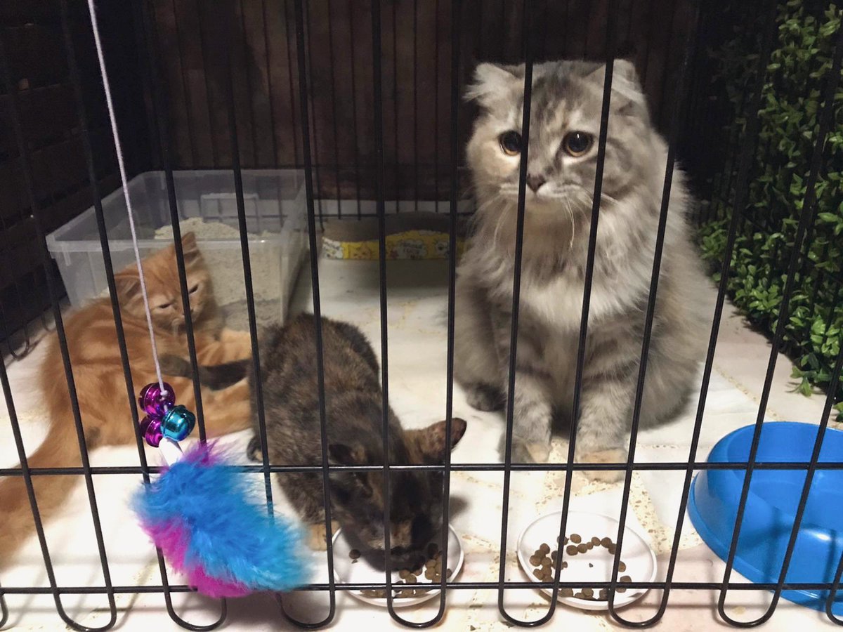 juennebaby's tweet photo. and nugget voluntarily went in these two kitties cage #goodsister but this is before a series of hissing and hitting one another its okay baby steps ❤️ i love you all 🥺 #emoagain https://t.co/w965NjBUfO