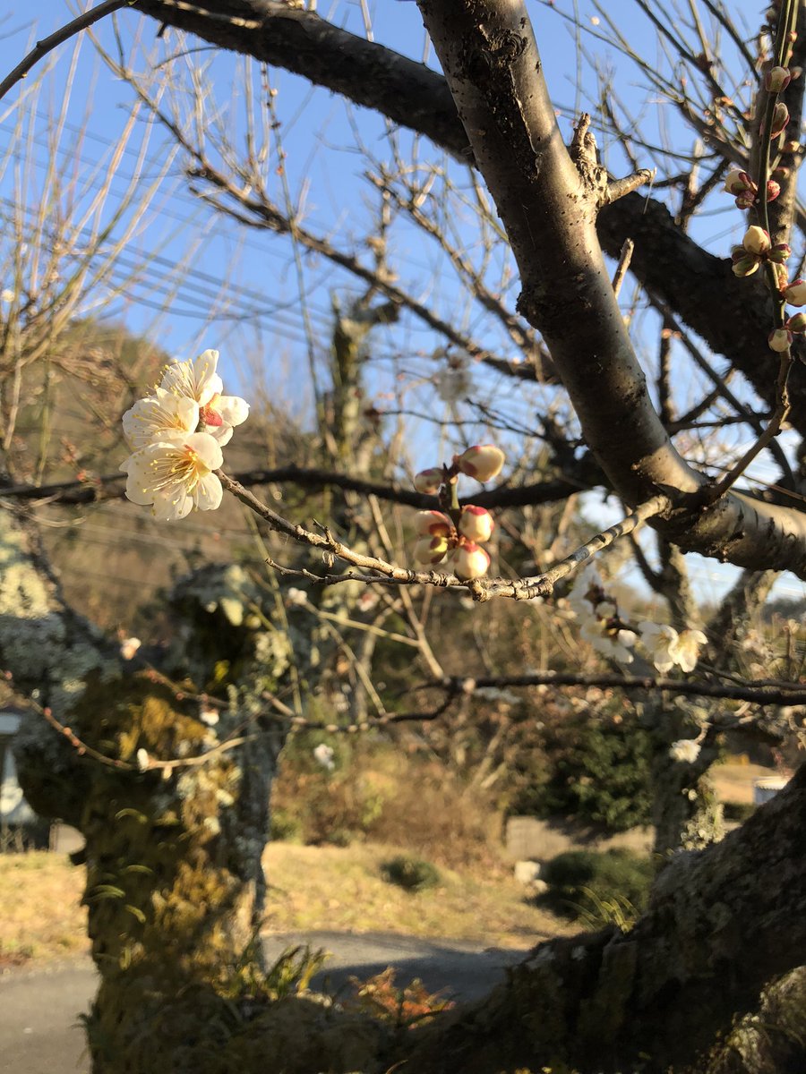 咲き〜梅〜 