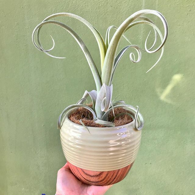 Ton sur ton ya da sadece 💚... Eğlenceli kıvırcık #Curly web sitemizde!
#BloomAndFresh 💐 ift.tt/32c1iOi