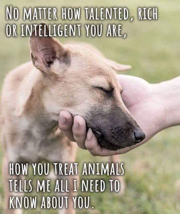 BSPCA_BH's tweet photo. #AnimalWelfare #animalprotection #animalrescue #Bahrain #BahrainSPCA https://t.co/4XeUTx84uL