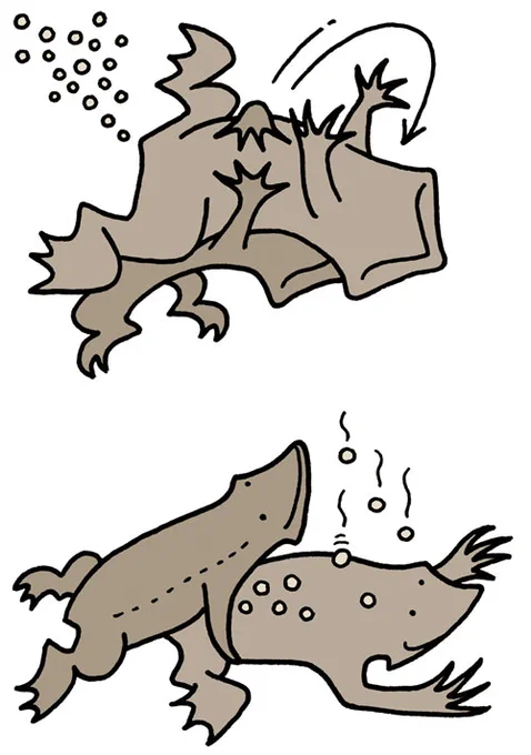 #プロレスの日 ということで『ずかん ヘンテコ姿の生き物』(技術評論者)に描いたコモリガエルのロコモーション式ジャーマンスープレックス、もとい産卵を。 