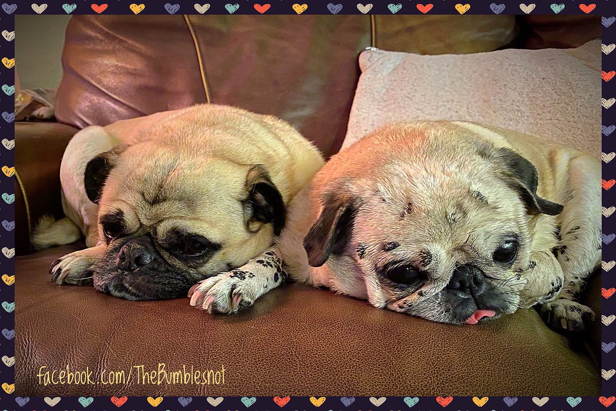 Big sis and lil bro are just about ready to nod off...
🐶💤🐶💤💗❤️🧡
#justatinyboopoftongueoutfromItsytho #ivegotyourback #noivegotyours #fursosoft #sweetdreams #pugduo #sleepypugs #adoptdontshop