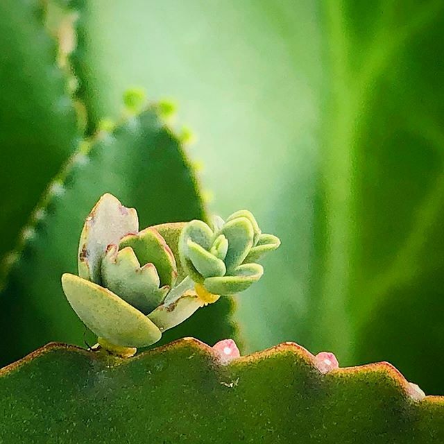 geepyo's tweet photo. The plantlet on my Mother of Thousands has not even detached from the mother plant and yet it is already growing its own plantlet(s). People will call it creepy and weird. I call it teen pregnancy!! 😂
.
.
.
#plant #motherofthousands #offspring #plant… https://t.co/gBMH5CiT8g https://t.co/ybXfsgo7cU