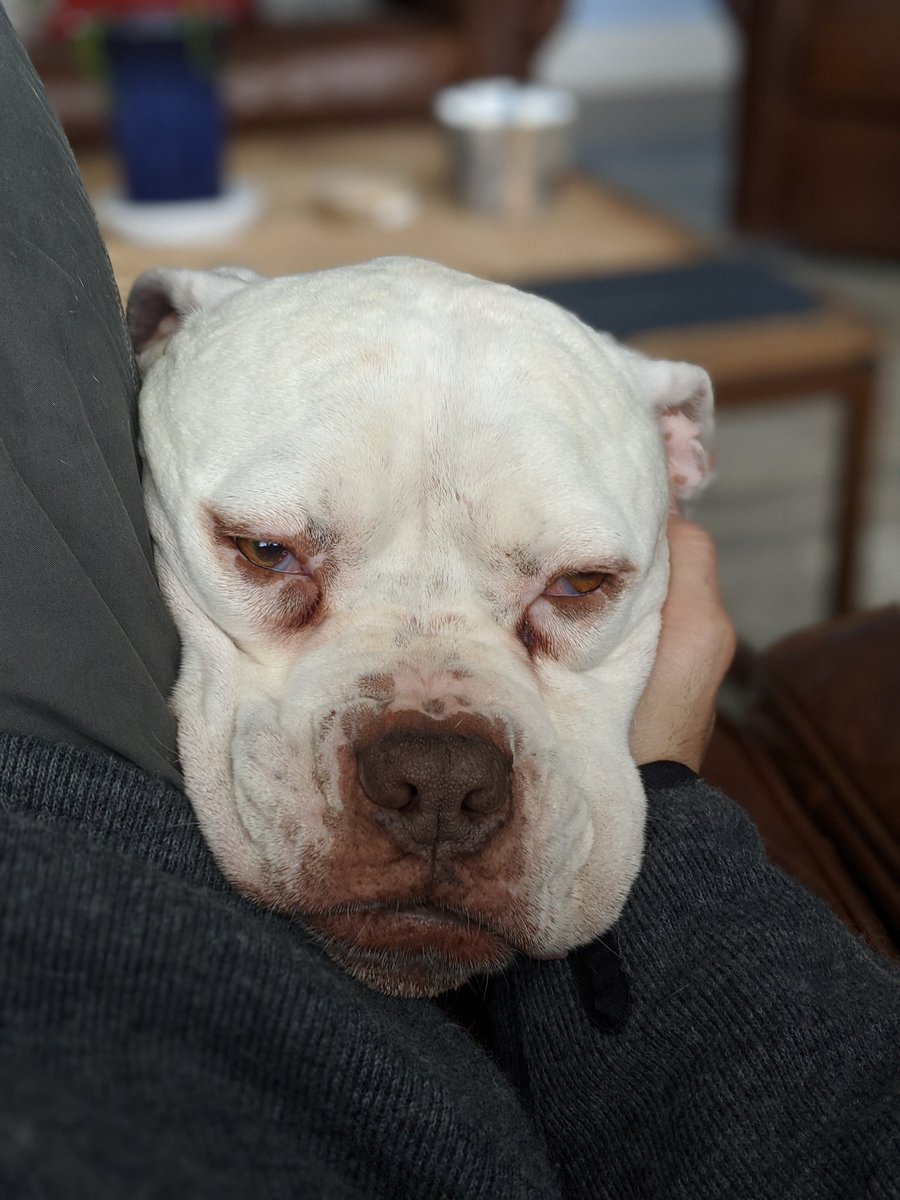 Dexter the Dog tweet media