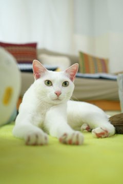 横浜 かわいいにゃんこに癒される おすすめの 猫カフェ 6選 Icotto イコット