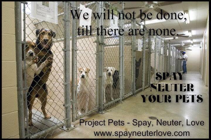 #Adopt #Spay #Neuter #Love SpayNeuterLove.Com/Donate  We are in Guilford County, NC. How can we help you ?
