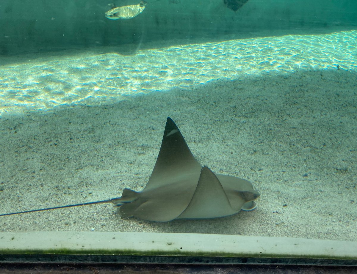 ApiceVxa186's tweet photo. Ever in Miami and wanted to go to a science museum? Well @FrostScience has you covered! Located in Downtown Miami next to the American Airlines Arena this museum is a learning experience and fun-filled day all in one! Who wants to go touch stingrays? I know I do! https://t.co/GjmHnr5rTr