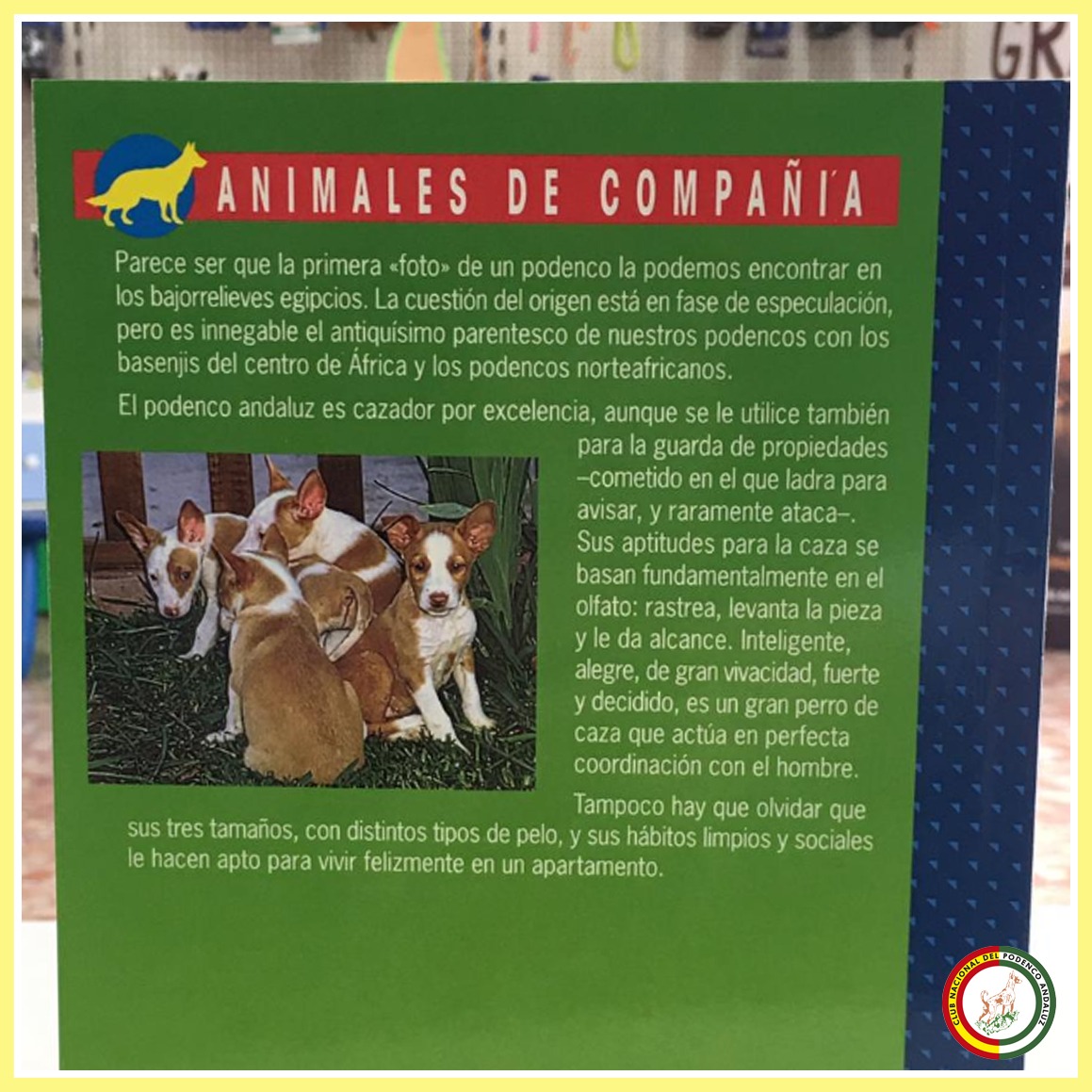 elpodenco's tweet photo. Conoce todos los secretos del Podenco Andaluz y del Maneto. Puedes comprar el libro en nuestra tienda. https://t.co/pGLaMPR5Q2