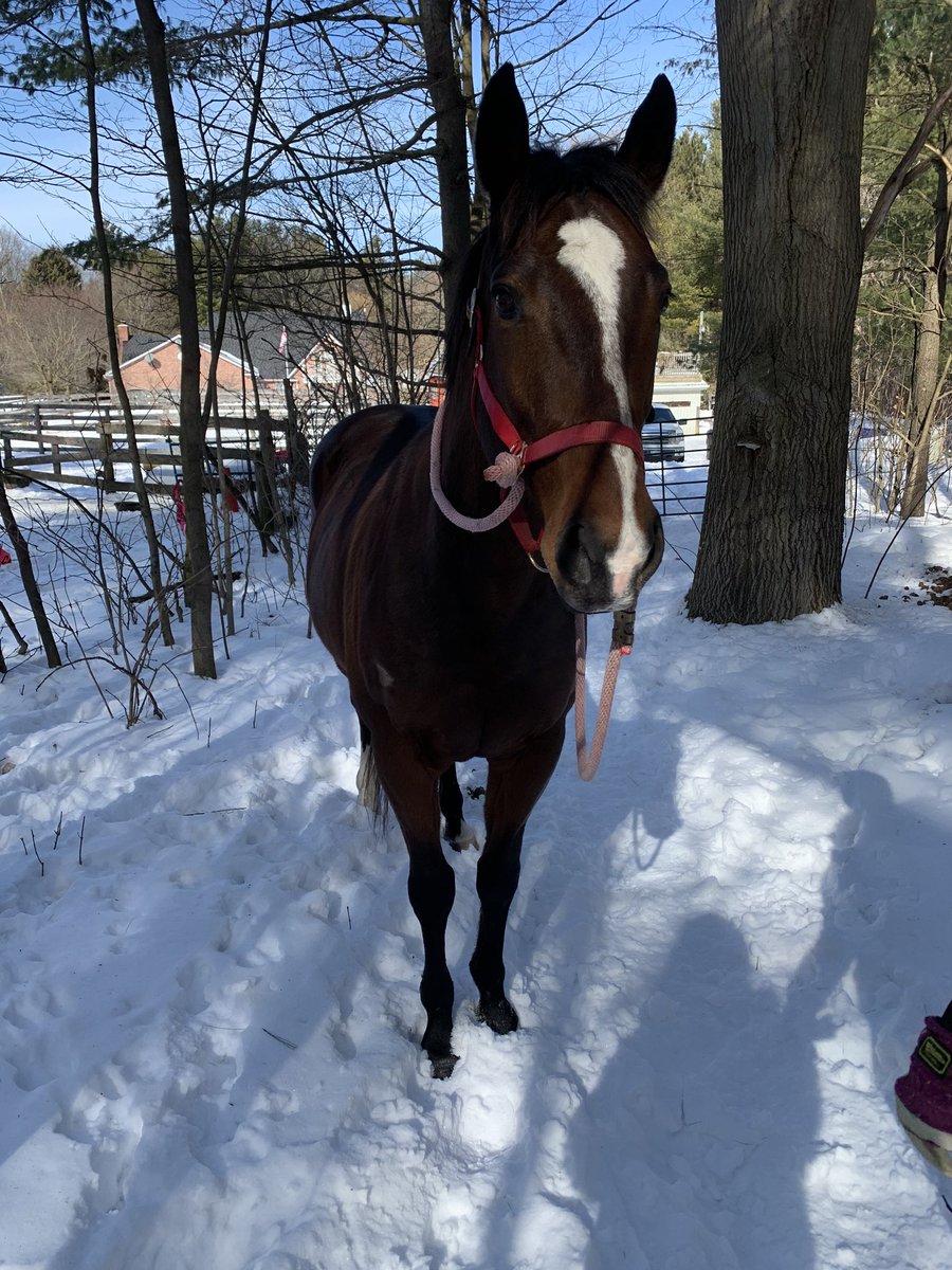 TypicalOTTB's tweet photo. Newt, after he and JR ran away from Sarah and I on our hack and forced us to walk back to the barn https://t.co/HGNnxPnmc1