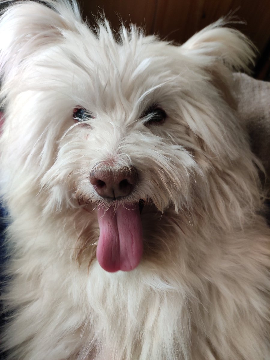 xploring_life's tweet photo. Missing this cutie ♥️🤧🐶 https://t.co/BQ0iwwajzT