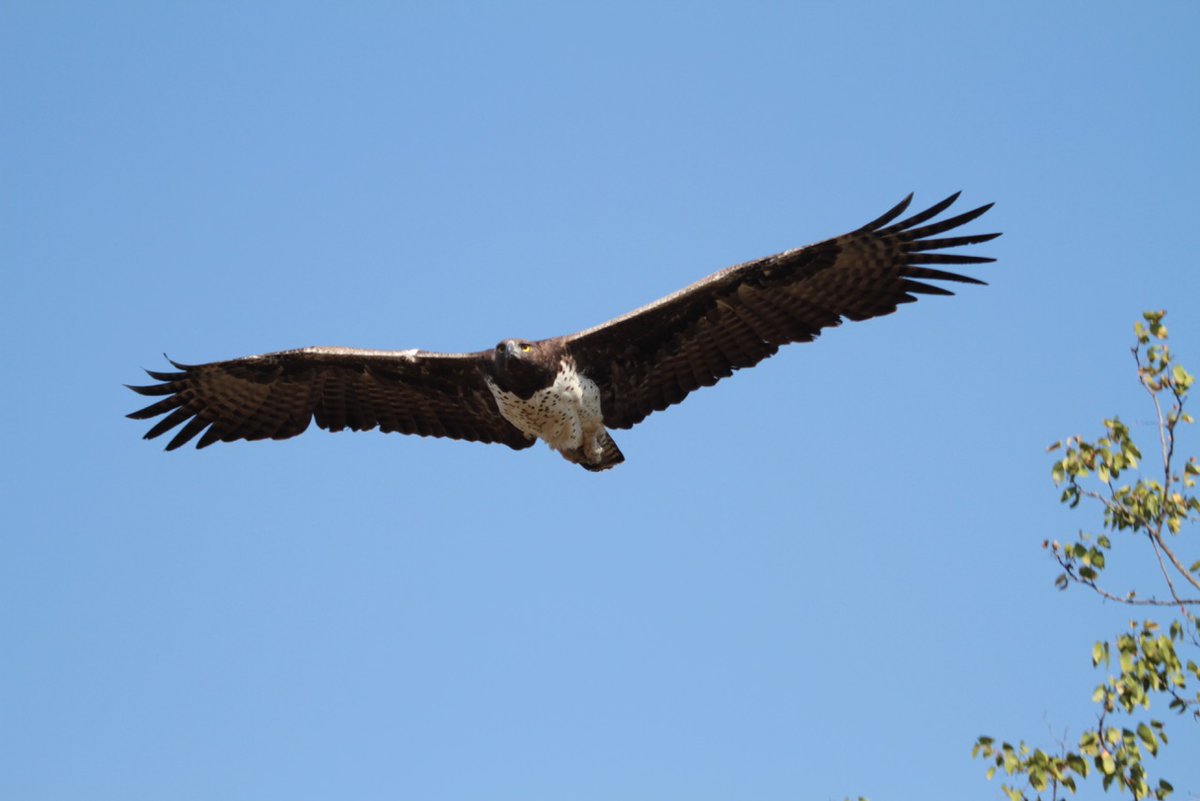 Fitztitute's tweet photo. POST-DOC POSITION!!

Working with @Meg_Murg and @arjundevamar analyzing raptor tracking data.

12-month position at @Fitztitute in Cape Town, South Africa.
International applications welcome! Closing date: 28th February

Please RT

More info here:https://t.co/jmpHlixHnK https://t.co/xS4cyZihgl