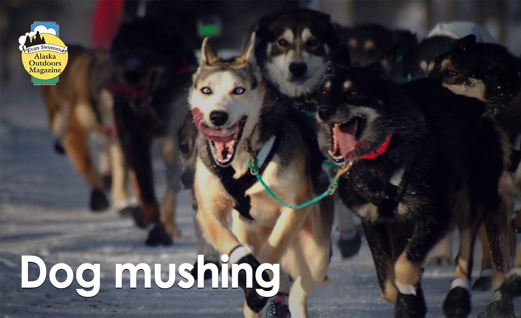 magazine_alaska's tweet photo. Dog mushing is the state sport of Alaska with the most popular race to date being the Iditarod which runs from Anchorage to Nome.
#AlaskaLeisure
Subscribe here: https://t.co/TKKlAfN8DF
#alaska #alaskaoutdoors #alaskatravel #dograce #featuredevents #dogmushing #dogsports https://t.co/8Ypvgepnig