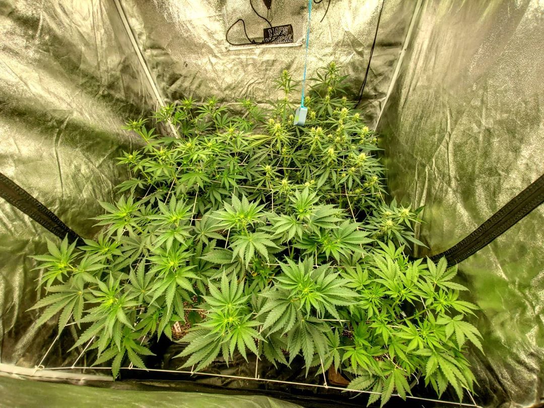 EcoFarmOfficia1's tweet image. The girls are continuing to grow 💚 near wk 2 of flower under eco farm 240W quantum board.
bit.ly/2NzgL5j
#quantumboards #quantumboardsled #quantumboardsleds #ledgrowlightsafrica #ledgrowlights #ledgrowlightsaustralia #ledgrowlights420 #cannabis #growdiary