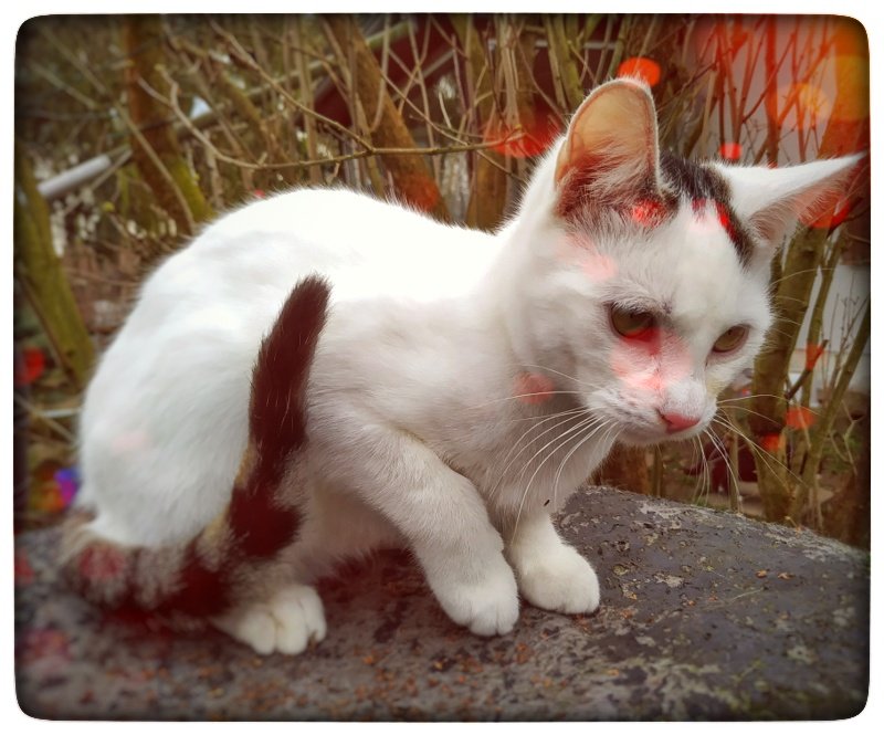 Guten Morgen liebe Katzenfreunde ✨🌻☺️

Ich wünsche Euch einen tollen Tag, es ist schon Bergfest.

Liebe Grüße Robert

#CatsMovie #caturday #kitty #catsoftwitter #catlover #katze #kitties #catoftheday #catlove  #katzen #catsofinstagram #bergfest